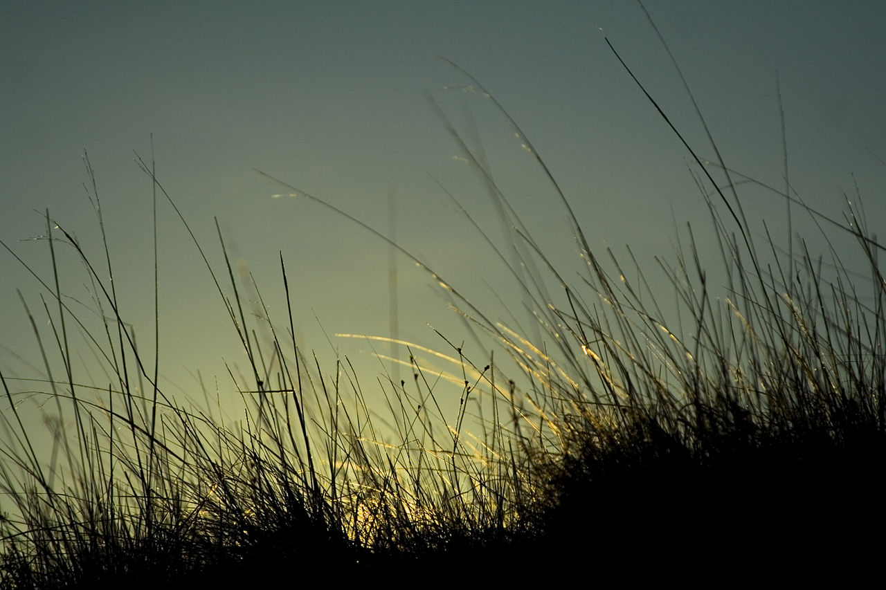 Изображение:Grass n sunrise.jpg