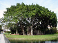 Дерево Бодхи будут выращивать в Цугольском дацане Забайкалья