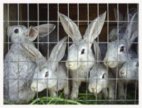 Спасение жизней 160 кроликов