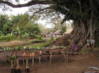 Шри-Ланка подарила Калмыкии саженец дерева Будды