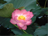 The lotus flower, the species of flower said to have been used during the Flower Sermon.